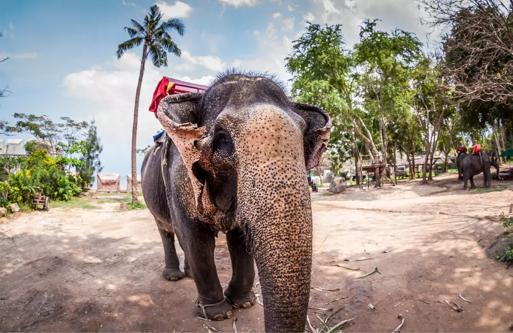 10 مکان برتر برای بازدید در تور پاتایا